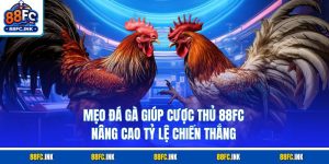 Mẹo Đá Gà Giúp Cược Thủ 88FC Nâng Cao Tỷ Lệ Chiến Thắng